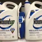 Retailer store shelf with containers of RoundUp weed killer.